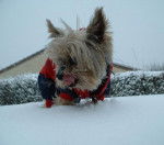Yorkshire Terrier Lucky - Yorkshire Terrier