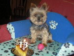 Yorkshire Terrier - Yorkshire Terrier