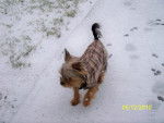 YORKSHIRE TERRIER FUNKY - Yorkshire Terrier