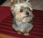 Yorkshire Terrier - Yorkshire Terrier