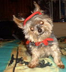 Yorkshire Terrier Lucky - Yorkshire Terrier