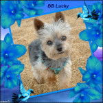 Yorkshire Terrier - Yorkshire Terrier