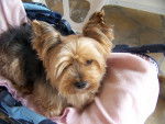 titou - Yorkshire Terrier Mâle (8 ans)