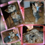 Yorkshire Terrier - Yorkshire Terrier