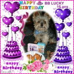 Yorkshire Terrier - Yorkshire Terrier