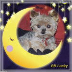 Yorkshire Terrier - Yorkshire Terrier