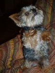 Yorkshire Terrier - Yorkshire Terrier