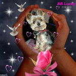 Yorkshire Terrier - Yorkshire Terrier