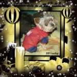 Yorkshire Terrier - Yorkshire Terrier