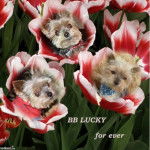 Yorkshire Terrier - Yorkshire Terrier