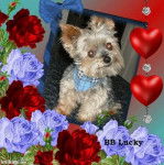 Yorkshire Terrier - Yorkshire Terrier