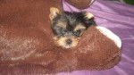 Hally type Yorkshire Terrier - Yorkshire Terrier
