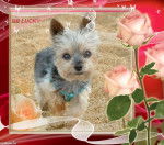 Yorkshire Terrier Lucky - Yorkshire Terrier