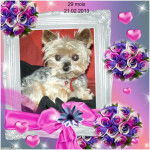 Yorkshire Terrier Lucky - Yorkshire Terrier