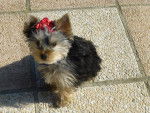 Yorkshire Terrier - Yorkshire Terrier