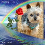 Yorkshire Terrier Lucky - Yorkshire Terrier