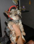 Yorkshire Terrier Lucky - Yorkshire Terrier