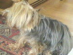 gribouille - Yorkshire Terrier Mâle (14 ans)