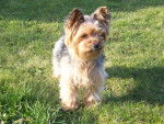 titou - Yorkshire Terrier Mâle (8 ans)