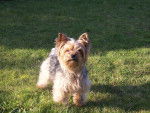 titou - Yorkshire Terrier Mâle (8 ans)