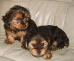silou et colie - Yorkshire Terrier