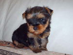 triciplae - Yorkshire Terrier (1 mois)