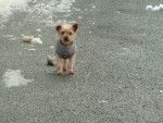 poupoune a la neige - Yorkshire Terrier (4 ans)