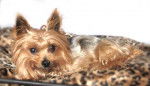 Moab mâle de 10 ans - Yorkshire Terrier (10 ans)