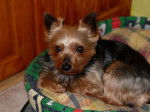 Benji - Yorkshire Terrier