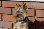 Memo - Yorkshire Terrier