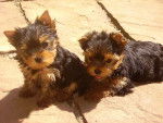 Chiots Yorkshire - Yorkshire Terrier