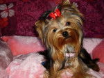 Ckelly Nice de Villardières - Yorkshire Terrier