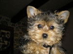 Engie, portrait de chiot Yorkshire - Yorkshire Terrier