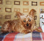 Sunnie femelle Yorkshire terrier - Yorkshire Terrier