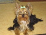 Elfye Rose de Villardieres - Yorkshire Terrier