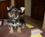 Farouk chiot Yorkshire terrier - Yorkshire Terrier