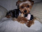 Atomik yorkshire terrier - Yorkshire Terrier