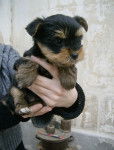 5 chiots - Yorkshire Terrier (2 mois)