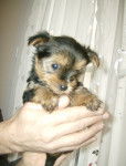 Chiot - Yorkshire Terrier Mâle (2 mois)