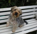 Benjy à 11 mois - Yorkshire Terrier (11 mois)