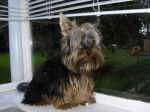 Gustin, Yorkshire Terrier 7 mois - Yorkshire Terrier (7 mois)