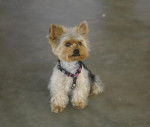 Petite Yorkshire Terrier de deux ans : Engie - Yorkshire Terrier