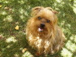 KROSHKA, 16 ans, Yorkshire terrier Australien - Yorkshire Terrier (16 ans)