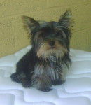 Petit Yorkshire Terrier - Yorkshire Terrier