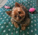 Chipie, petite Yorkshire Terrier - Yorkshire Terrier