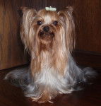 PLume - Yorkshire Terrier (5 ans)