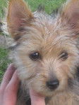 Portrait de Greta Yorkshire Terrier de 4 mois - Yorkshire Terrier (4 mois)