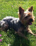 Jolie photo de Toby, 2 ans - Yorkshire Terrier (2 ans)