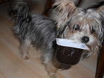 Heidi 7 mois - Yorkshire Terrier (7 mois)
