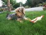 Hylou jolie Yorkshire Terrier - Yorkshire Terrier